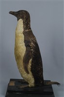 藏品(阿德利企鵝)的圖片